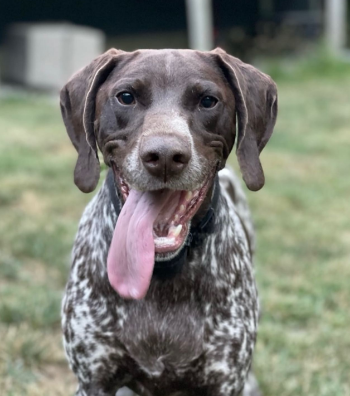 Happy Dog