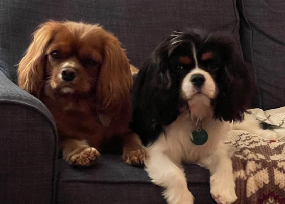 two dogs on sofa